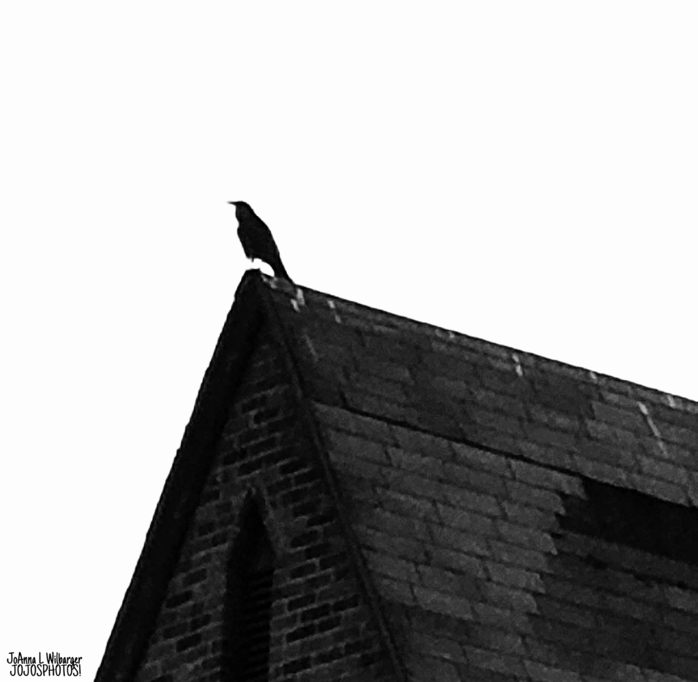 The Crow #photography #photographer