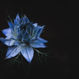nigella flower