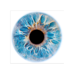 pupil contactlens contactlenses iris eye freetoedit