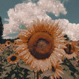 freetoedit remixit madewithpicsart sunflower flowers