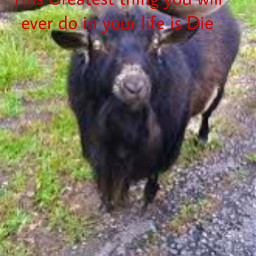 dream dreamcore goat satanic animal scary scarydream freetoedit