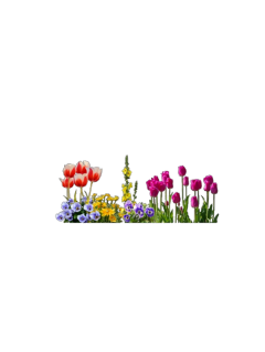 freetoedit flowers premade png overlay edit complexedit