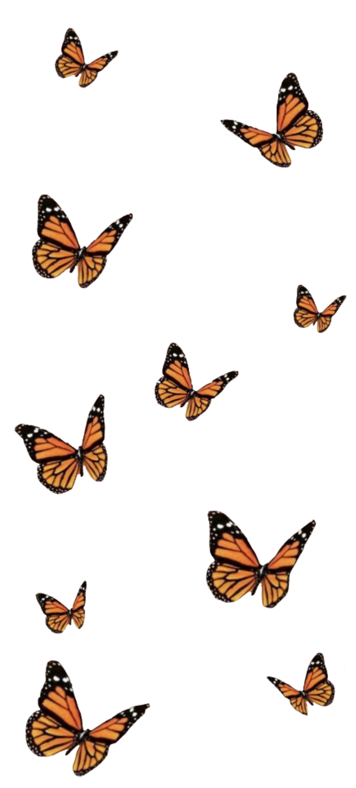 butterflies-butterfly-aesthetic-sticker-by-lofiuparnenzini