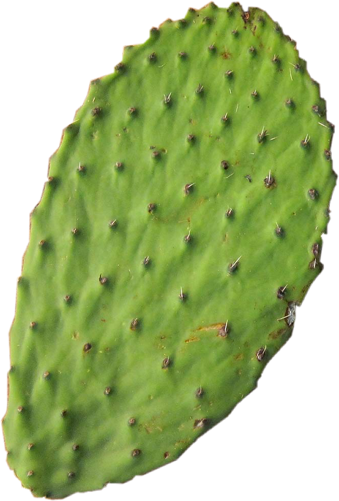 Nopal PNG