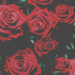 freetoedit red roses