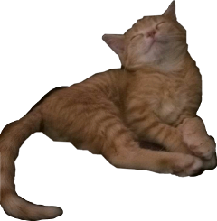 cat orangecat sleepingcat freetoedit