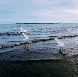 freetoedit sea seagulls birdsinflight nature horizon