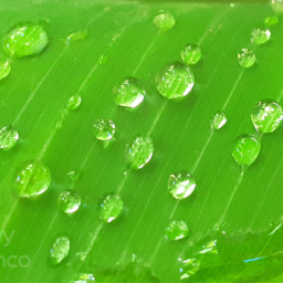 whater drops green forest greenforest raindrops freetoedit