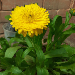 freetoedit androidphotography samsung flower pcyellowphotography yellowphotography