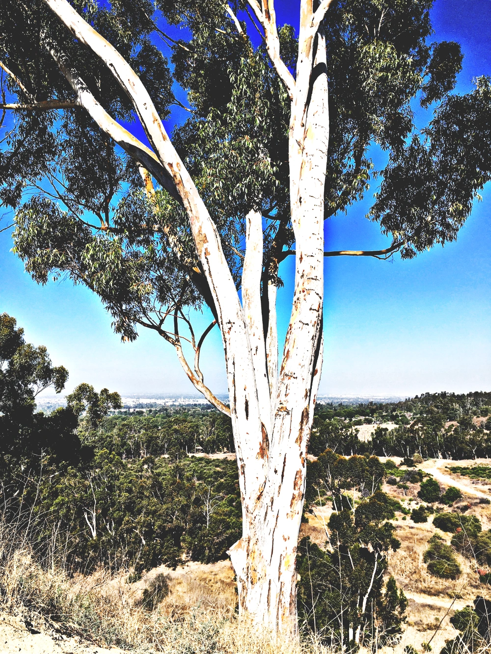 #cliffview #treelove #westcoast #hikelife