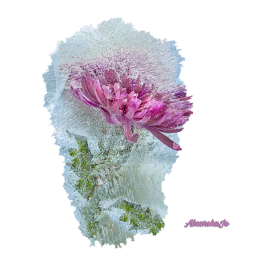 freetoedit flowers pink