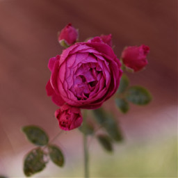 freetoedit rose flower pink