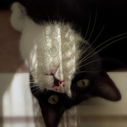mypet cats catsofpicsart cute petsandanimals myedit creative shadows