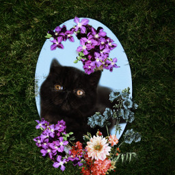 exoticshorthair exotic shorthair cat flower flowers purple blue green mirror rcfloralmirror floralmirror freetoedit
