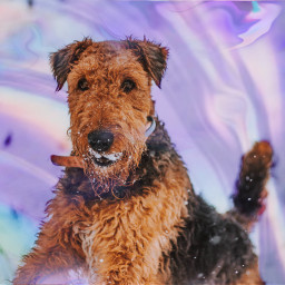 unsplash dog airedale terrier holographic slime pastel echolographicslime holographicslime freetoedit