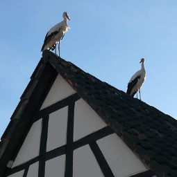 pcshareyourculture shareyourculture storks alsace france