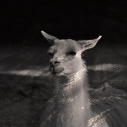 alpaca alpacas animal animals lace laceshadow shadow shadows rclaceshadow freetoedit