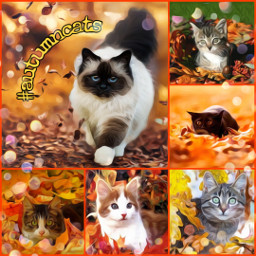 cats autumn autumncats ccautumnmoodboard autumnmoodboard