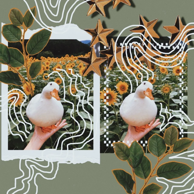 Duck Animal Sunflower Green Grunge Image By Grace