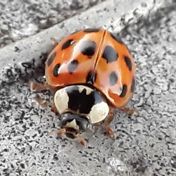 ladybug photography freetoedit