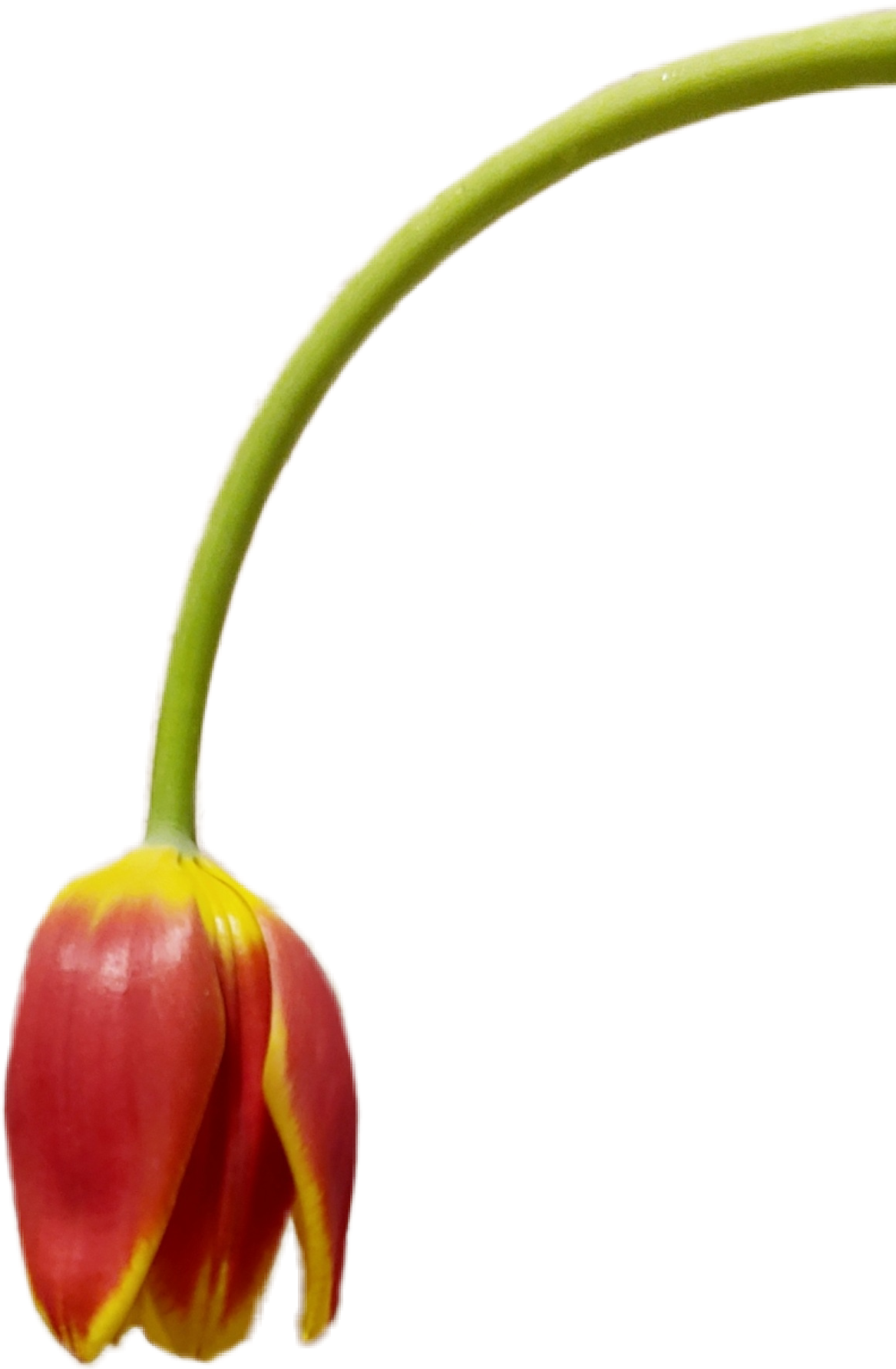 tulip flower nature spring stem red sticker by @mscoralrose