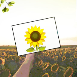 remixit imageremixchallenge sunflower sunflowers watercoloreffect scenery freetoedit ircsunflowerinmyhand sunflowerinmyhand