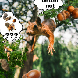 remixit imageremixchallenge brownsquirrel acorns broyoubetternot freetoedit irchangtime hangtime