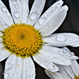 flowers daisy aftertherain waterdrops closeup mygarden nature outdoors freetoedit