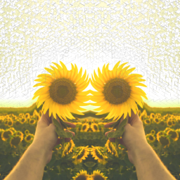 freetoedit sunflower like follow flower people yellow beautiful effect dispersion sky