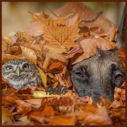 srcoctobercalendar octobercalendar owl dog leaves