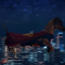 dog superdog superman