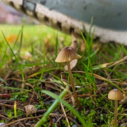 kinora pcautumnflatlay autumnflatlay mushroom grass