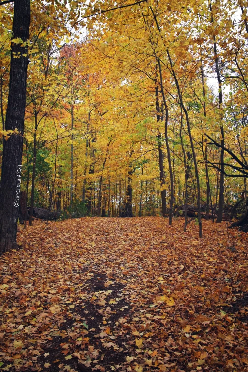#fall #autum #nature #naturephotography