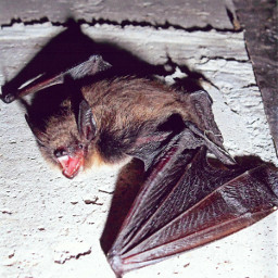 freetoedit halloween bat spooky myphoto myphotography scary