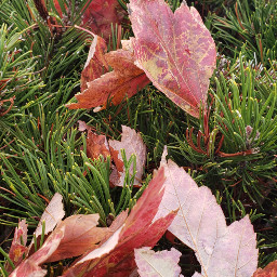 autumn screensaver myphoto