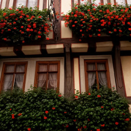 michelstadt oldtown oldhouse flowers windows