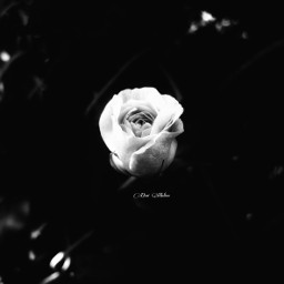 blackandwhite rose photography simple ghostfollowers dontfollowme freetoedit