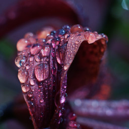 macrophotography waterdrops crispeffect naturephotography flower