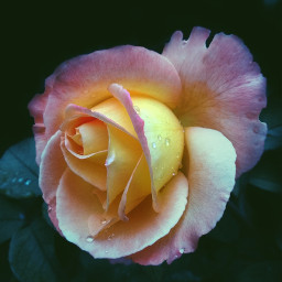 flower rose filmeffect naturephotography