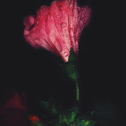 flower waterdrops filmeffect naturephotography contrast exposure dark