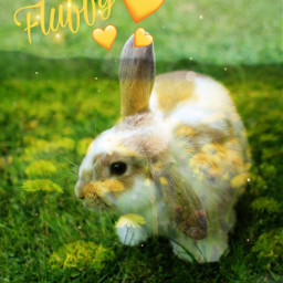 bunny fluffy freetoedit