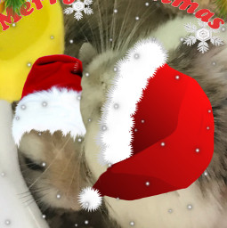 christmas animals hamsters freetoedit