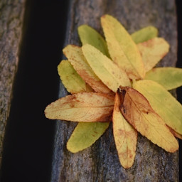freetoedit focus smallleaves yelow brown green naturephotography outdoors