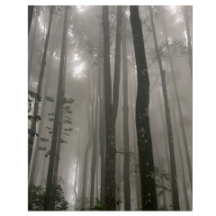 freetoedit forest whiteandblack whiteaesthetic туман лес nature