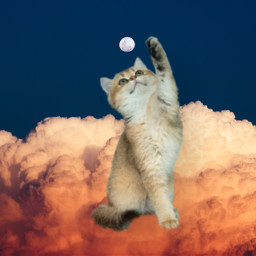 challenge cat clouds cloud moon freetoedit ecintheclouds intheclouds