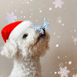 hanukkah christmas newyear snowflake freetoedit ircpuppydogeyes puppydogeyes