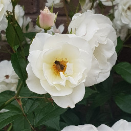 flower bees freetoedit
