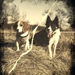 oldfriends dog dogs puppy puppies beagle beaglepuppy bordercollie bordercolliepuppy edited editedbyme editedwithpicsart photography photobyme myphoto mydogs mypuppies farm outside outdoors