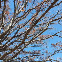 nature tree fall autumn branch sky
socials: sky