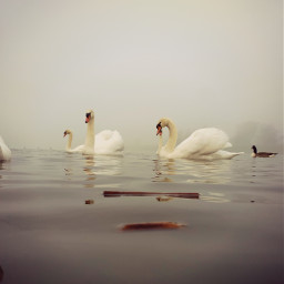 swan lake foggy birds freetoedit